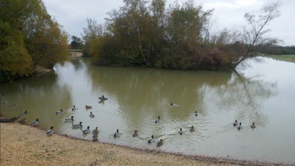 Cadman's pool